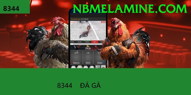 Đá Gà Trực Tiếp - Trải nghiệm tuyệt vời