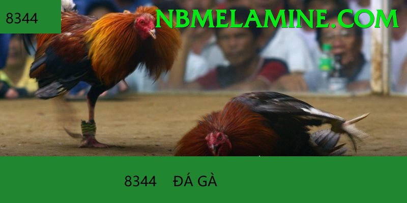 Đá Gà Trực Tiếp - Ưu đãi đặc biệt